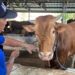 5 Ayat Al Quran Tentang Perintah Berkurban 1000486975.jpg